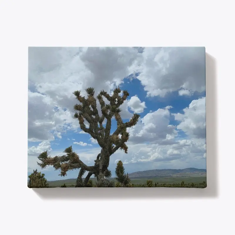 Joshua Tree Sillhouette