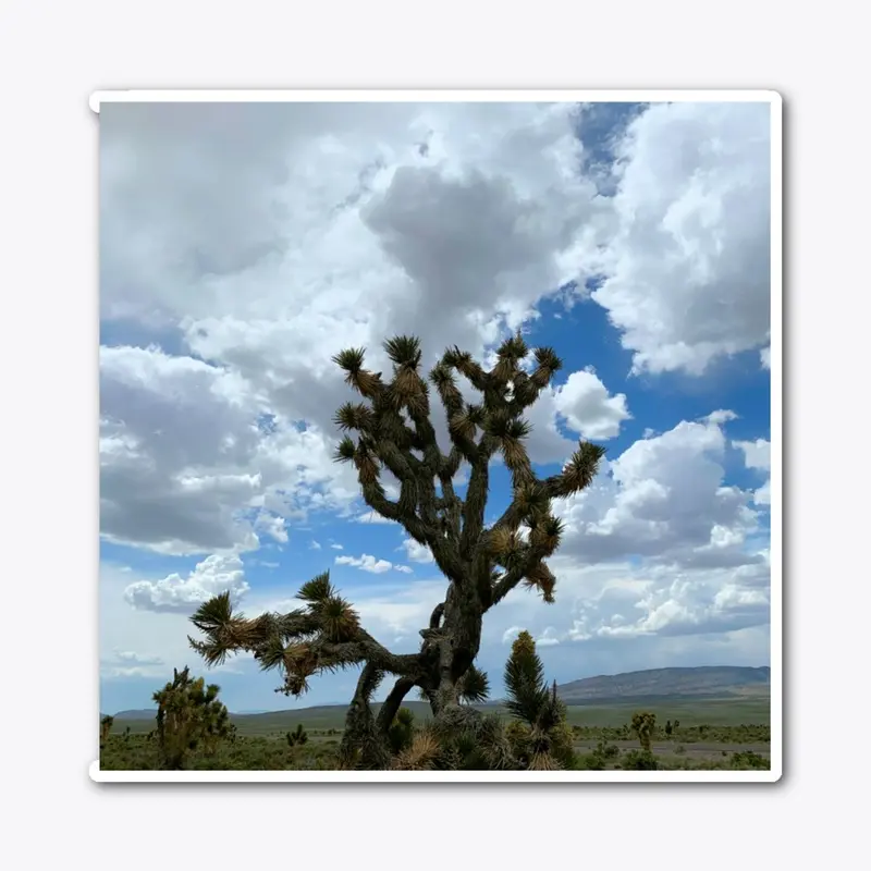 Joshua Tree Sillhouette