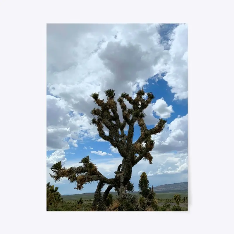 Joshua Tree Sillhouette