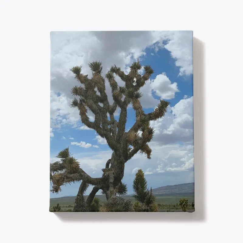 Joshua Tree Sillhouette